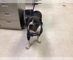Small American Pit Bull Terrier Mix