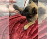 Small Photo #33 Belgian Malinois Puppy For Sale in REESEVILLE, WI, USA