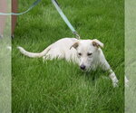 Small #3 Catahoula Leopard Dog-German Shepherd Dog Mix