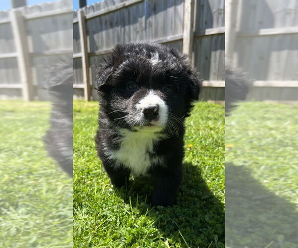 Medium Photo #3 Border-Aussie Puppy For Sale in Aurora, IN, USA