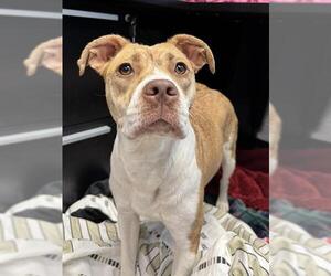 American Pit Bull Terrier-Unknown Mix Dogs for adoption in Olathe, KS, USA