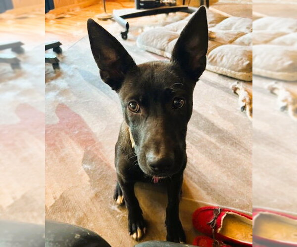 Medium Photo #7 Labrador Retriever-Unknown Mix Puppy For Sale in Fallbrook, CA, USA