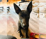 Small #6 Labrador Retriever Mix