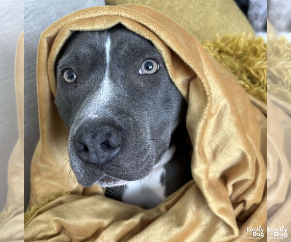 Medium Photo #3 American Pit Bull Terrier-Unknown Mix Puppy For Sale in Washington, DC, USA