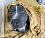 Small #2 American Pit Bull Terrier Mix