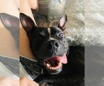 Small #5 American Pit Bull Terrier Mix