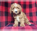 Small Cavapoo