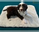 Puppy Puppy BROWN Portuguese Water Dog