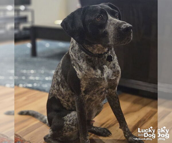 Medium Photo #3 Pointer-Unknown Mix Puppy For Sale in Washington, DC, USA