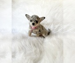 Small #1 Chihuahua