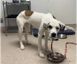Saint Bernard Dogs for adoption in Bakersfield, CA, USA