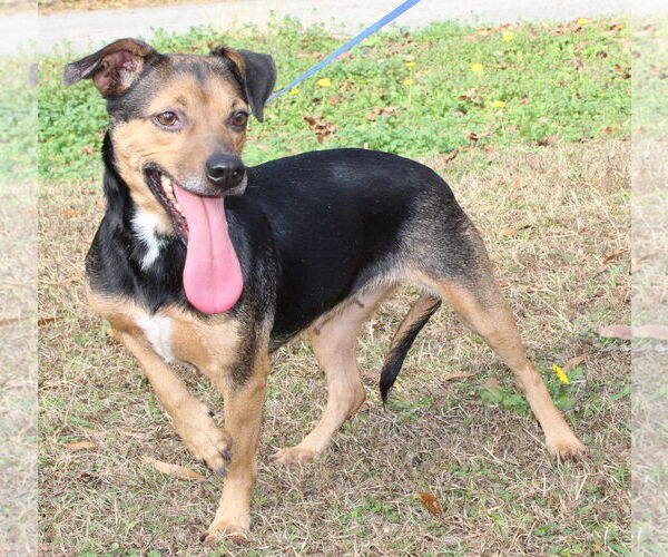 Medium Photo #4 Doxle Puppy For Sale in Prattville, AL, USA