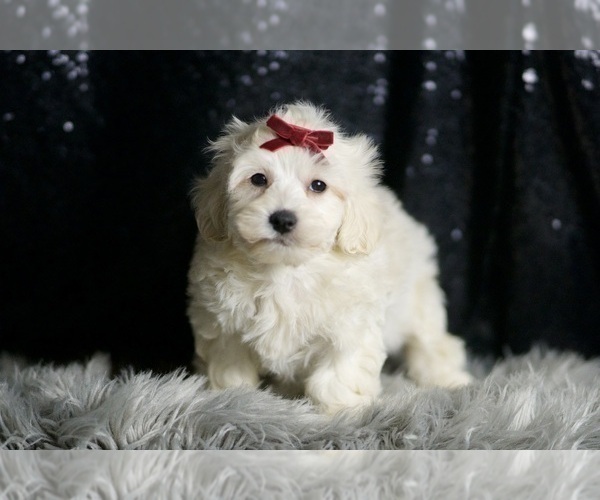 Medium Photo #74 Maltipoo (Miniature) Puppy For Sale in WARSAW, IN, USA