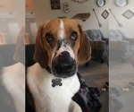 Small #11 Treeing Walker Coonhound Mix