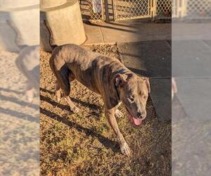 Mutt Dogs for adoption in Plano, TX, USA