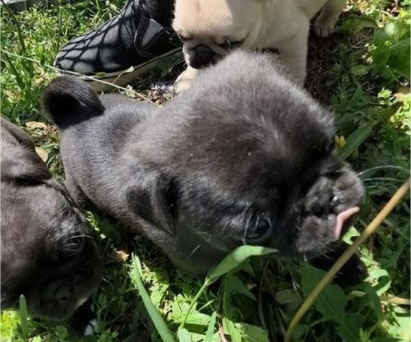 Medium Photo #12 Pug Puppy For Sale in HILLSDALE, MI, USA