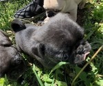 Small #11 Pug