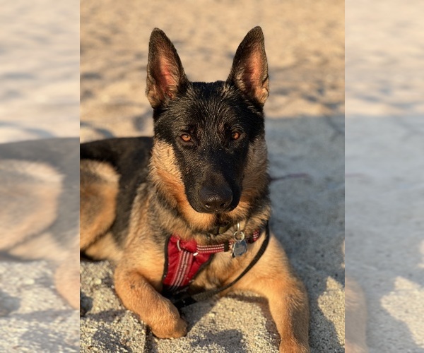 Medium Photo #1 German Shepherd Dog Puppy For Sale in EUGENE, OR, USA