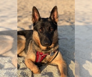 Father of the German Shepherd Dog puppies born on 11/07/2025