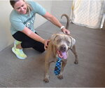 Small #1 American Staffordshire Terrier Mix