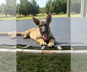 German Shepherd Dog Puppy for Sale in SPARTANBURG, South Carolina USA