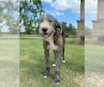 Small Irish Wolfhound Mix