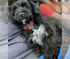 Australian Shepherd Dogs for adoption in Brooklyn Center, MN, USA