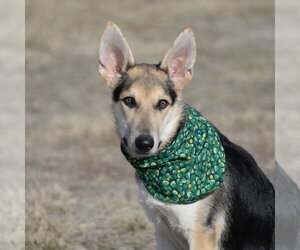 Harrison - Male German Shepherd Dog Dog for Adoption - Photo #13