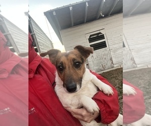 Jack Russell Terrier Puppy for sale in NASHVILLE, NC, USA
