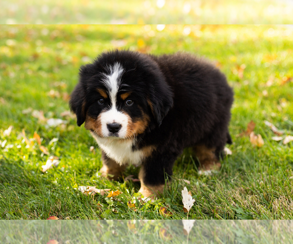Medium Photo #4 Bernese Mountain Dog Puppy For Sale in MILLERSBURG, IN, USA