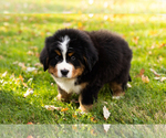 Small #3 Bernese Mountain Dog