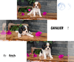 Small Cavalier King Charles Spaniel