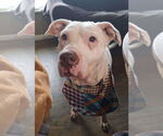Small #4 American Pit Bull Terrier Mix