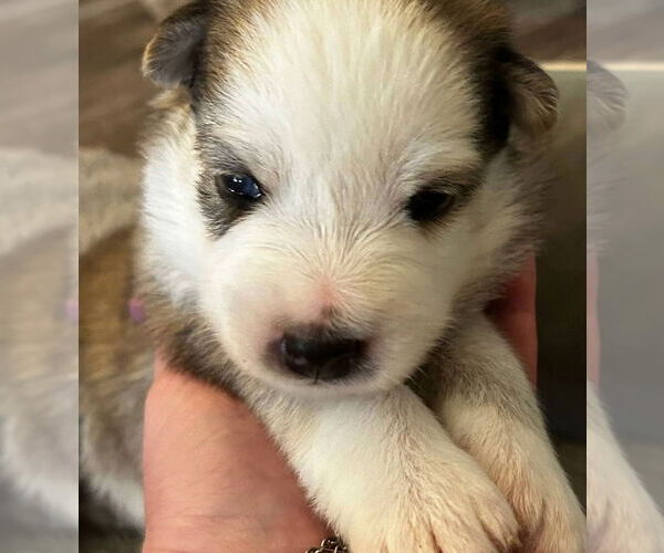 Medium Photo #2 Siberian Husky Puppy For Sale in Matawan, NJ, USA