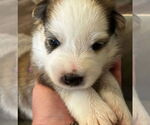 Small #1 Siberian Husky
