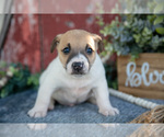 Small Photo #13 Jack Russell Terrier Puppy For Sale in ETNA GREEN, IN, USA