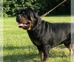 Small Photo #5 Rottweiler Puppy For Sale in LOUISVILLE, KY, USA