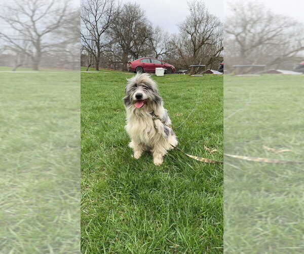 Medium Photo #1 Goldendoodle (Miniature) Puppy For Sale in Aurora, IN, USA