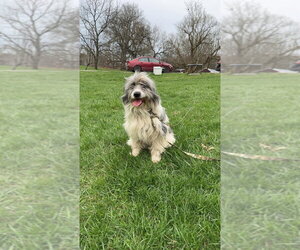 Goldendoodle (Miniature) Dogs for adoption in Aurora, IN, USA