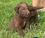 Small #1 Chesapeake Bay Retriever