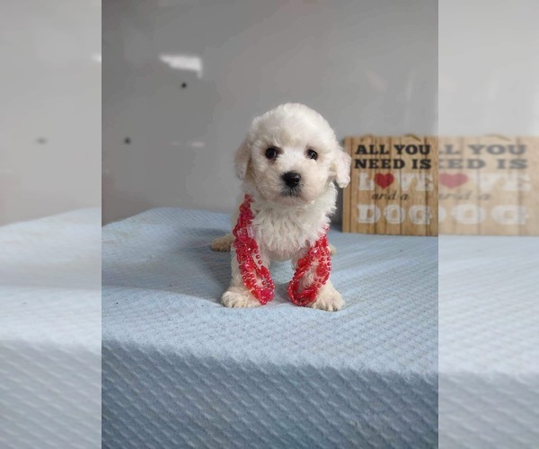 Medium Photo #2 Bichon Frise Puppy For Sale in MOUNT PLEASANT, MI, USA