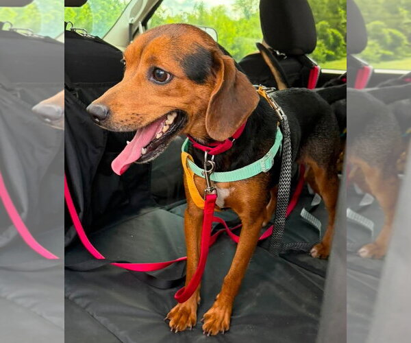 Medium Photo #5 Beagle-Unknown Mix Puppy For Sale in Dunnellon, FL, USA