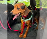 Small #4 Beagle Mix