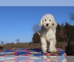 Small Photo #20 Goldendoodle Puppy For Sale in UNION CITY, TN, USA