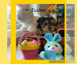 Puppy Puppy 3Tucker Yorkshire Terrier