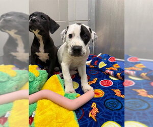 Labrador Retriever-Unknown Mix Dogs for adoption in Waterford, VA, USA