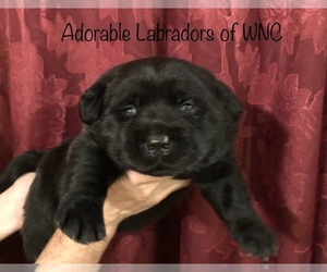 Labrador Retriever Puppy for Sale in SYLVA, North Carolina USA