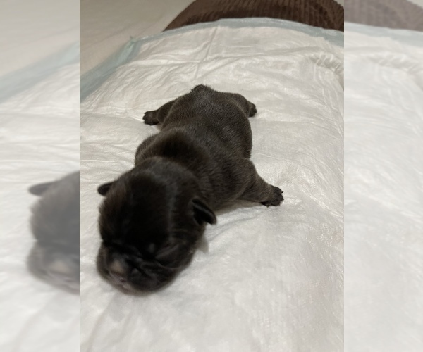 Medium Photo #6 French Bulldog Puppy For Sale in CARROLLTON, TX, USA
