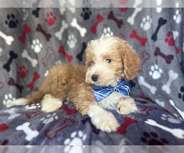 Medium Photo #8 Cavapoo Puppy For Sale in LAKELAND, FL, USA