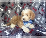 Small #7 Cavapoo